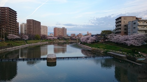 桜2016.4.3.jpg