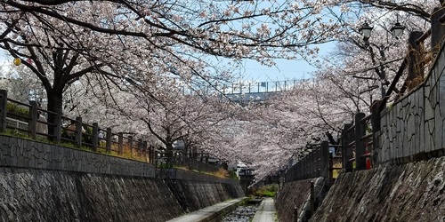 桜2022.3.27bb.jpg