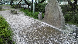 桧原桜buroguou.jpg