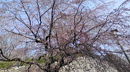 舞鶴公園2015.3.21.jpg