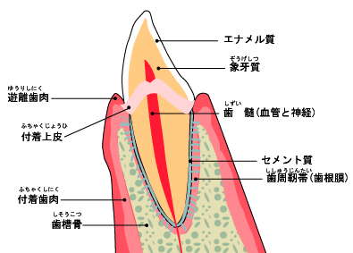 歯周病について